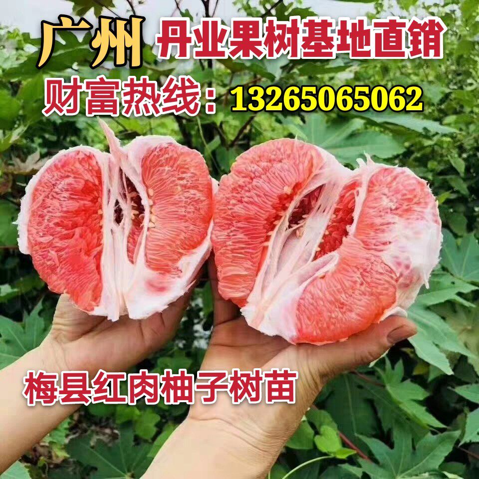 广州发货正宗嫁接四季沙田柚树苗梅县红心柚树苗当年结果