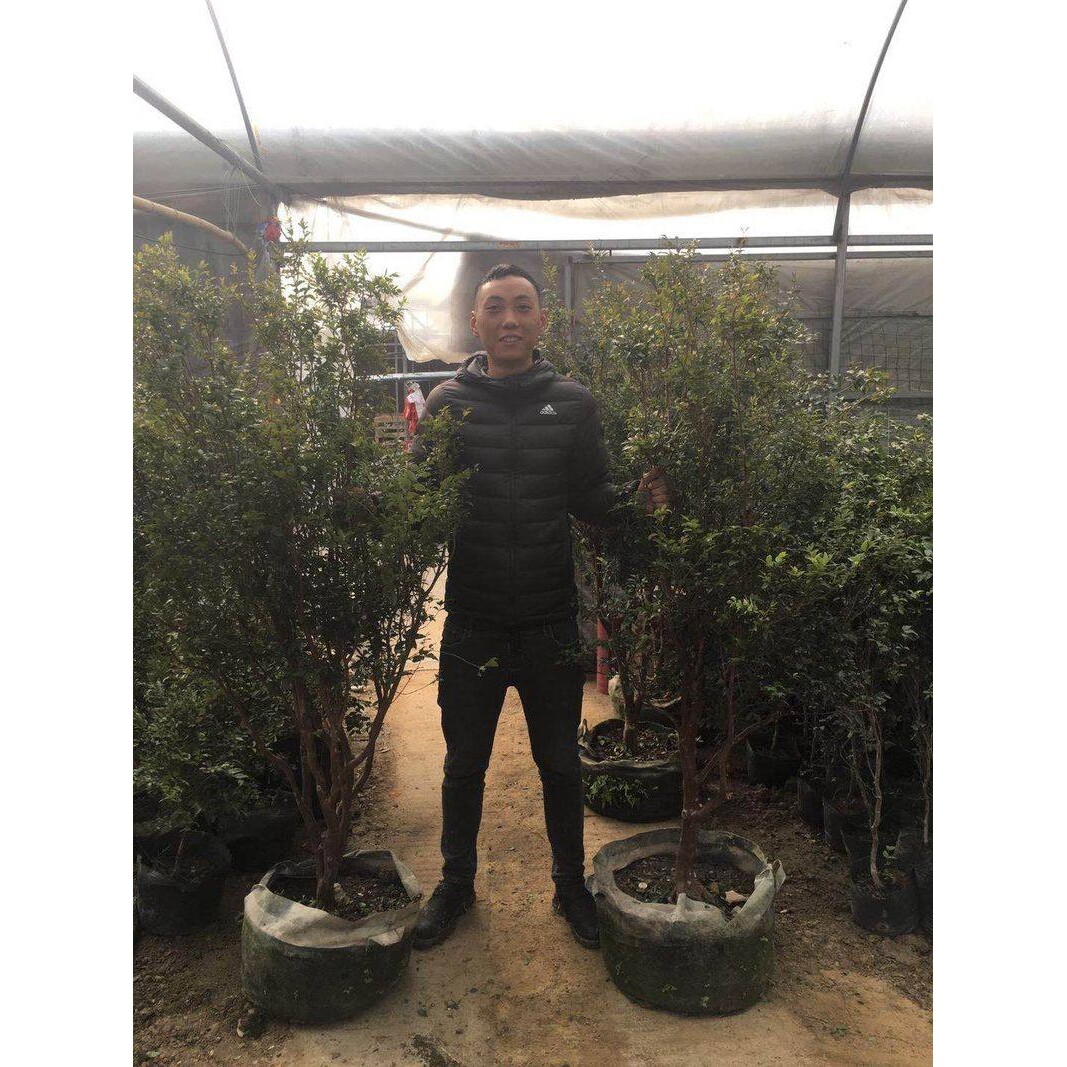 嘉宝果树苗沙巴四季早生台湾树葡萄苗盆地栽南北种植果树当年结果