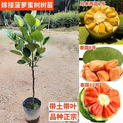 红肉菠萝蜜树苗泰国8号泰12红肉马来西亚一号干包榴莲蜜正品嫁接