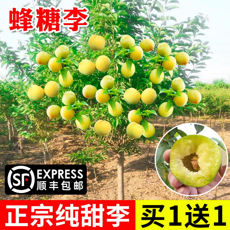 蜂糖李子树苗嫁接特大晚熟脱骨青脆李子果树苗南北方种三华李树苗
