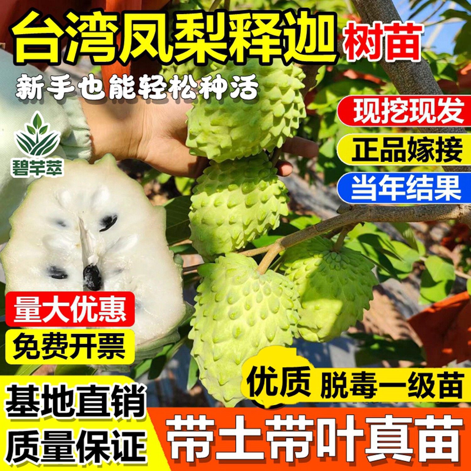 台湾释迦果树番荔枝特大凤梨佛头果嫁接苗当年结果南方种植果树苗