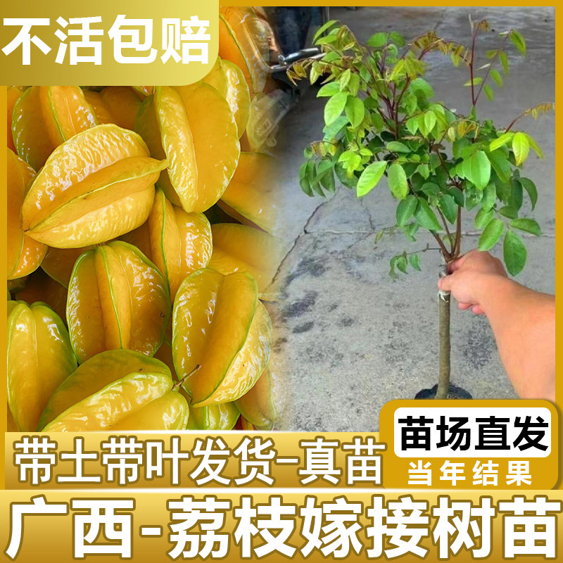 正宗嫁接杨桃树苗四季结果清甜无渣甜杨桃酸杨桃树苗盆栽庭院种植