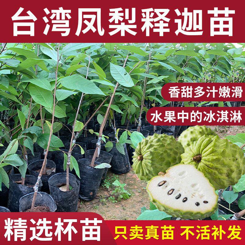 台湾凤梨释迦果树苗特大番荔枝佛陀果南方种植盆地栽庭院果嫁接苗