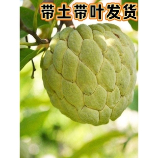 潮汕林檎果苗 番荔枝 凤梨释迦大颗果树 Ap牛奶 泰国大目榴莲释迦