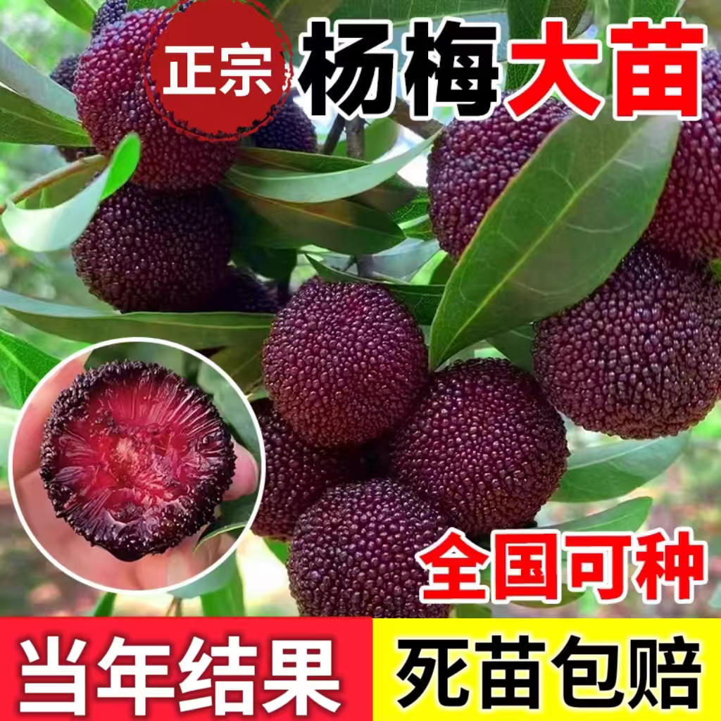 正宗嫁接东魁杨梅树苗黑炭水晶杨梅大果树苗地栽南方种植当年结果