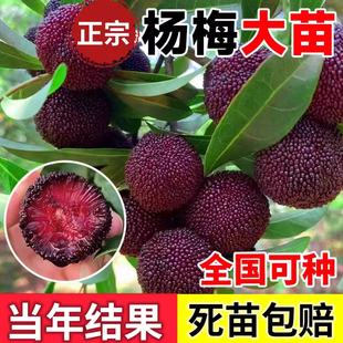 正宗嫁接东魁杨梅树苗黑炭水晶杨梅大果树苗地栽南方种植当年结果
