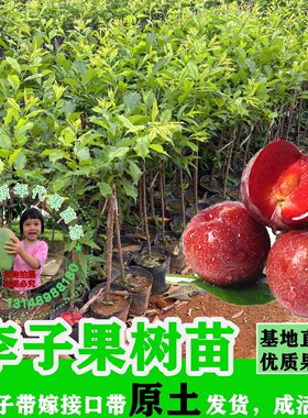 包邮带土广州发货庭院园林种植果树李子树苗青脆李双华李果苗盆栽