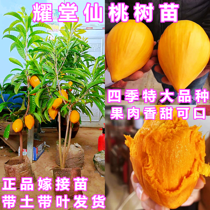 特大耀堂仙桃苗嫁接木瓜仙桃鸡蛋果苗南方盆栽地四季结果蛋黄果苗
