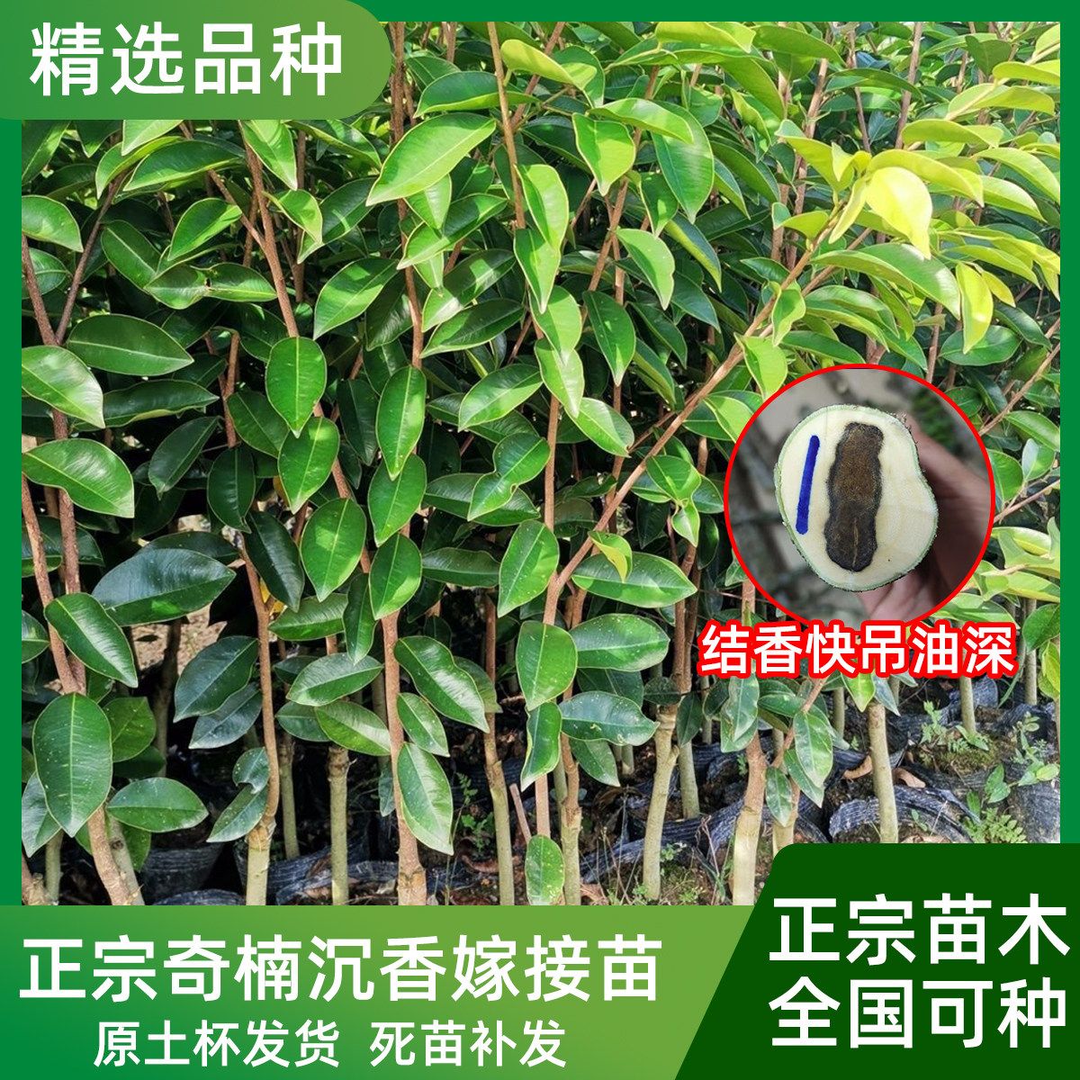 正宗四大苗木奇楠沉香苗正宗金丝楠木正宗海南黄花梨地栽庭院种植