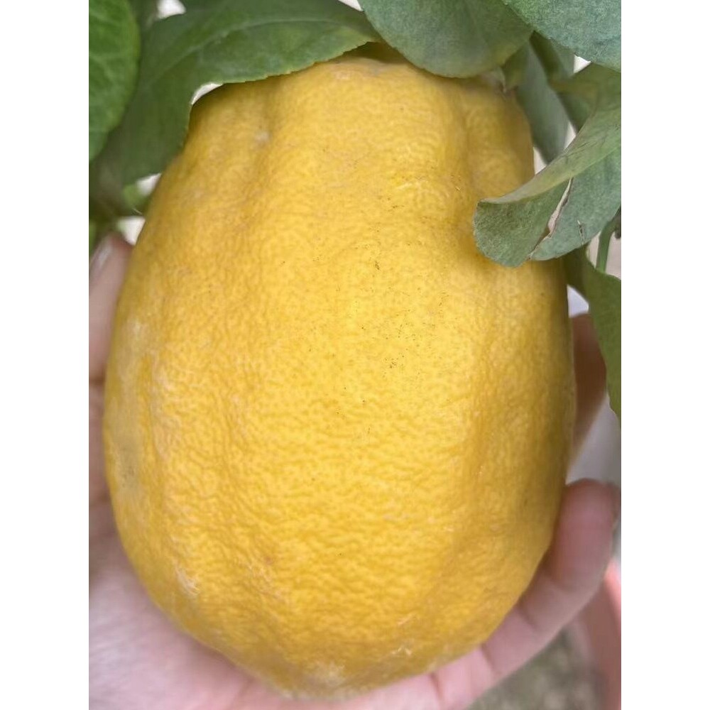 柠檬树正宗广东四季香水柠檬棒棒糖四季结果南方阳台庭院盆栽树苗