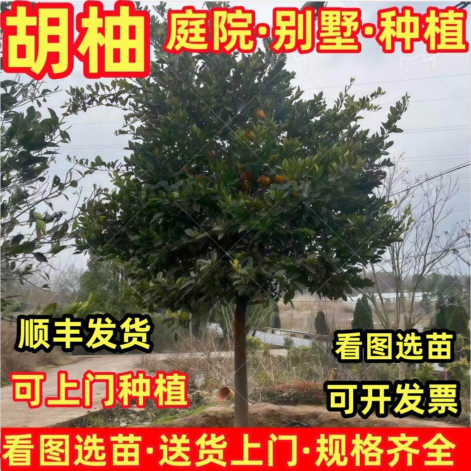 常山胡柚树苗南北方庭院绿化特大果地栽盆栽嫁接白心柚子当年结果