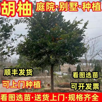 常山胡柚树苗南北方庭院绿化特大果地栽盆栽嫁接白心柚子当年结果