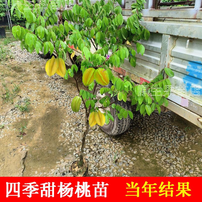 杨桃树苗马来西亚四季红杨桃嫁接苗B10甜杨桃果树盆栽地栽当年结