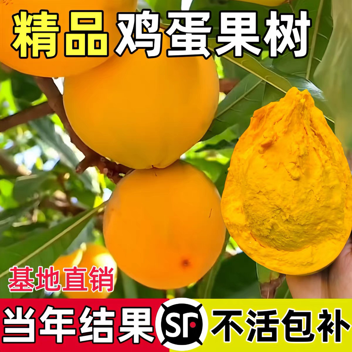 耀堂仙桃苗 正宗蛋黄果苗树苗带果发货鸡蛋果苗四季种植当年结果