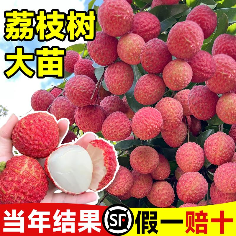 荔枝树树苗特大号无核妃子笑庭院嫁接果适合南方种植四季当年结果