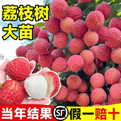 荔枝树树苗特大号无核妃子笑庭院嫁接果适合南方种植四季当年结果