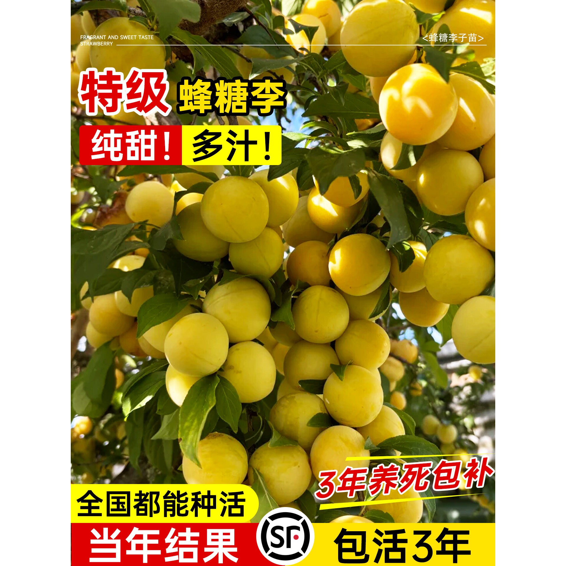 正宗蜂糖李子树果苗特大嫁接阳台盆栽庭院地栽南北方种植耐寒耐旱