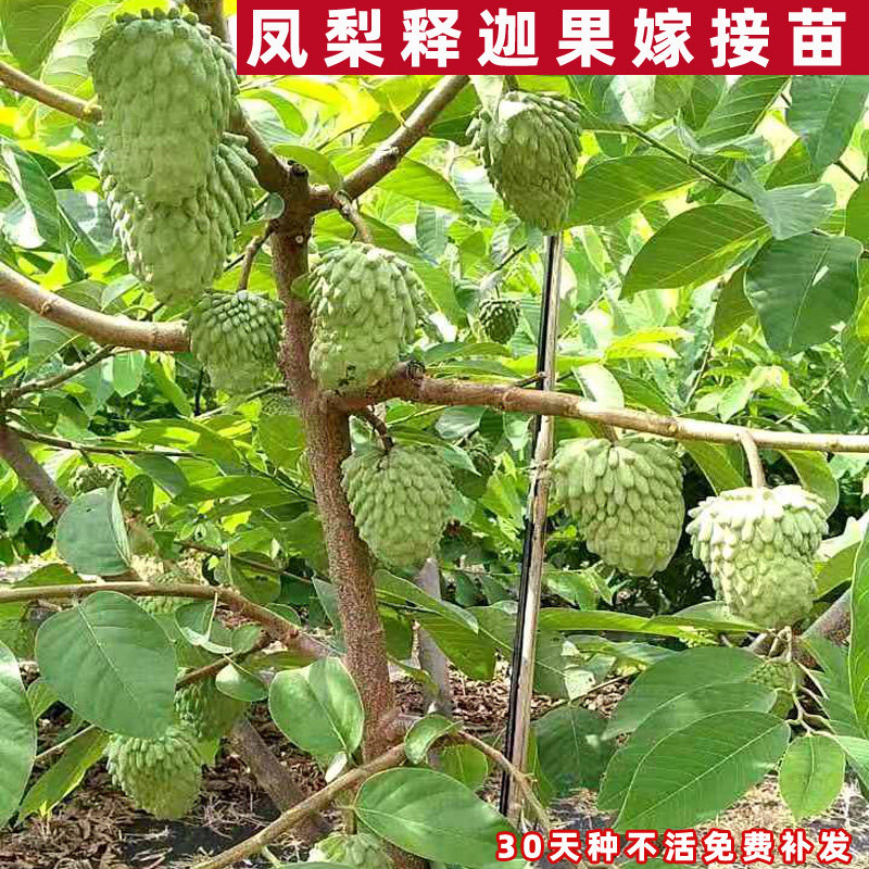 释迦果苗树台湾凤梨嫁接特大番荔枝佛陀头果树苗南方种植当年结果