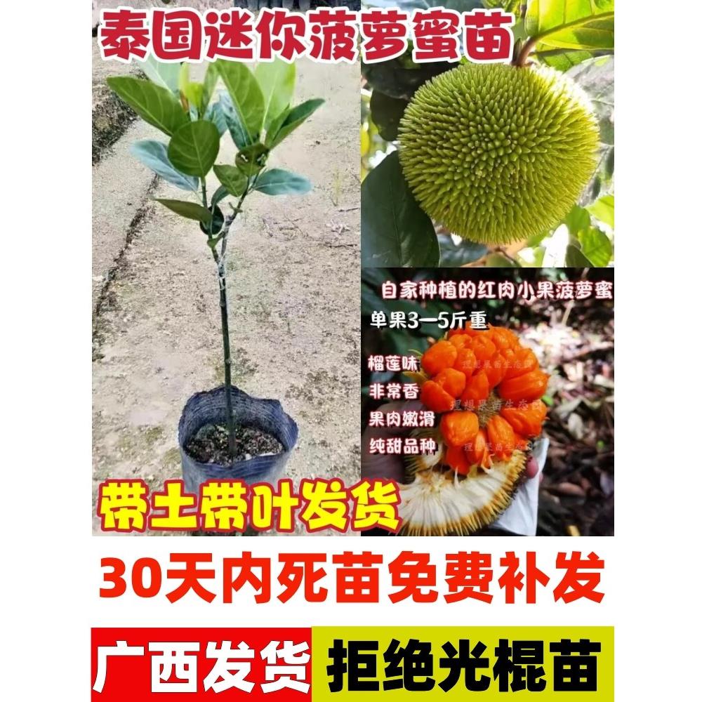 新品种迷你小菠萝蜜果树苗泰国红肉菠萝蜜嫁接苗盆栽地栽当年结果