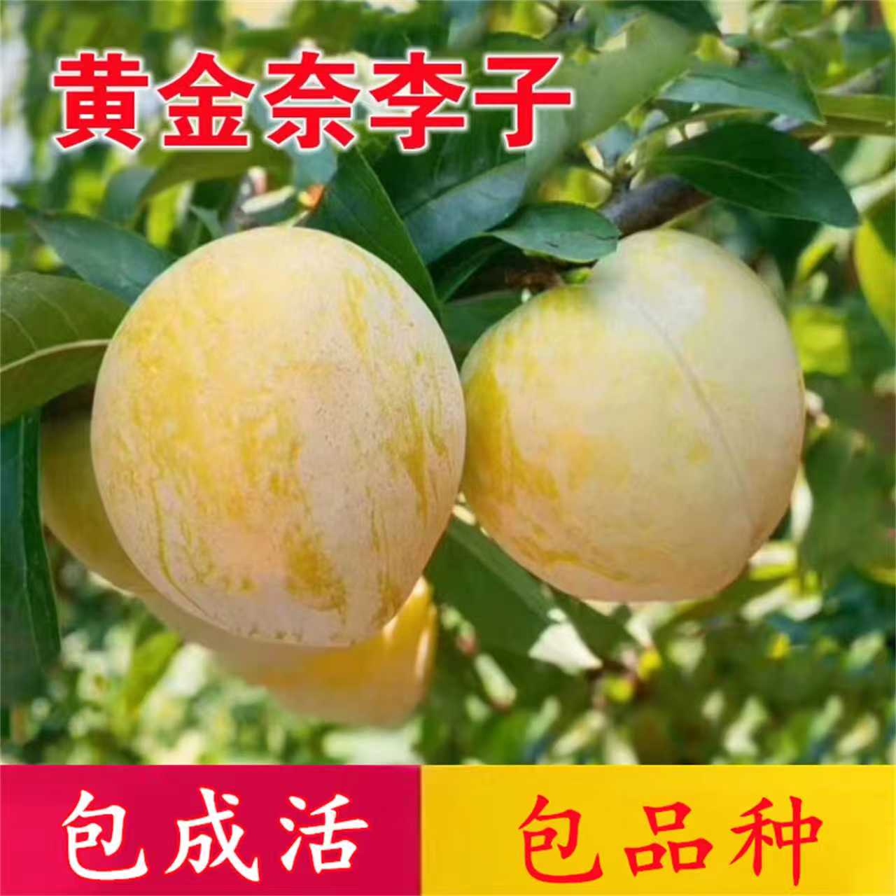 黄金奈李子树苗脱骨正宗嫁接蜂糖李子苗南北方种植盆栽当年结果苗