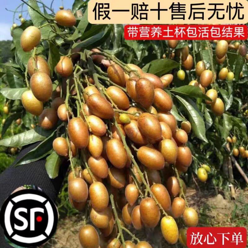 广东黄皮苗郁南大鸡心无核冰糖黄皮良种嫁接苗南北方庭院果树果苗
