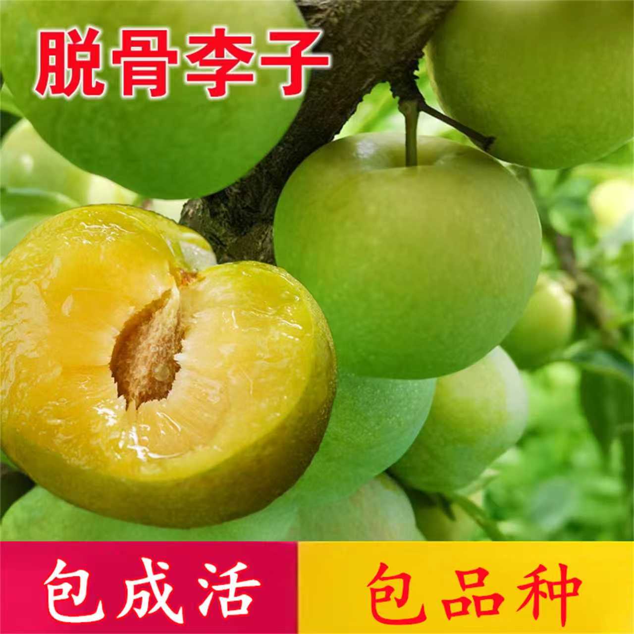 四川脱骨李子树苗南北方地载庭院种植盆栽阳台嫁接果树苗当年结果