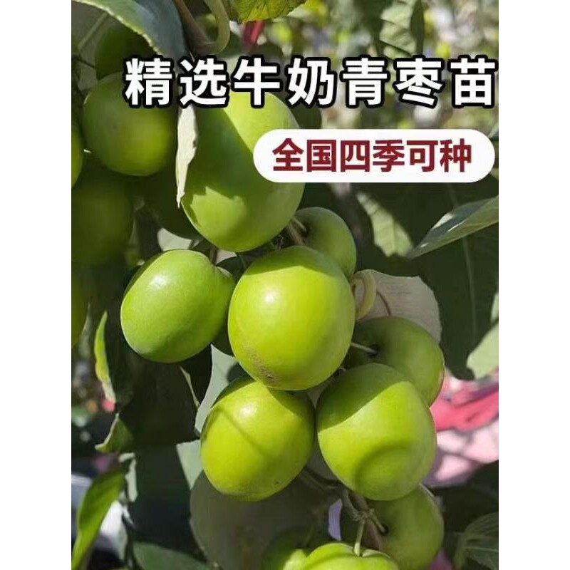 大青枣树苗嫁接台湾牛奶枣树苗南北方果树苗当年结果盆栽地栽