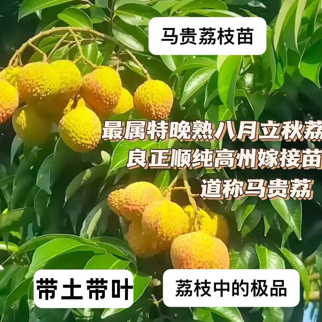 新品种马贵荔正宗嫁接苗马贵荔枝树苗八月成熟大果带土带叶迟熟