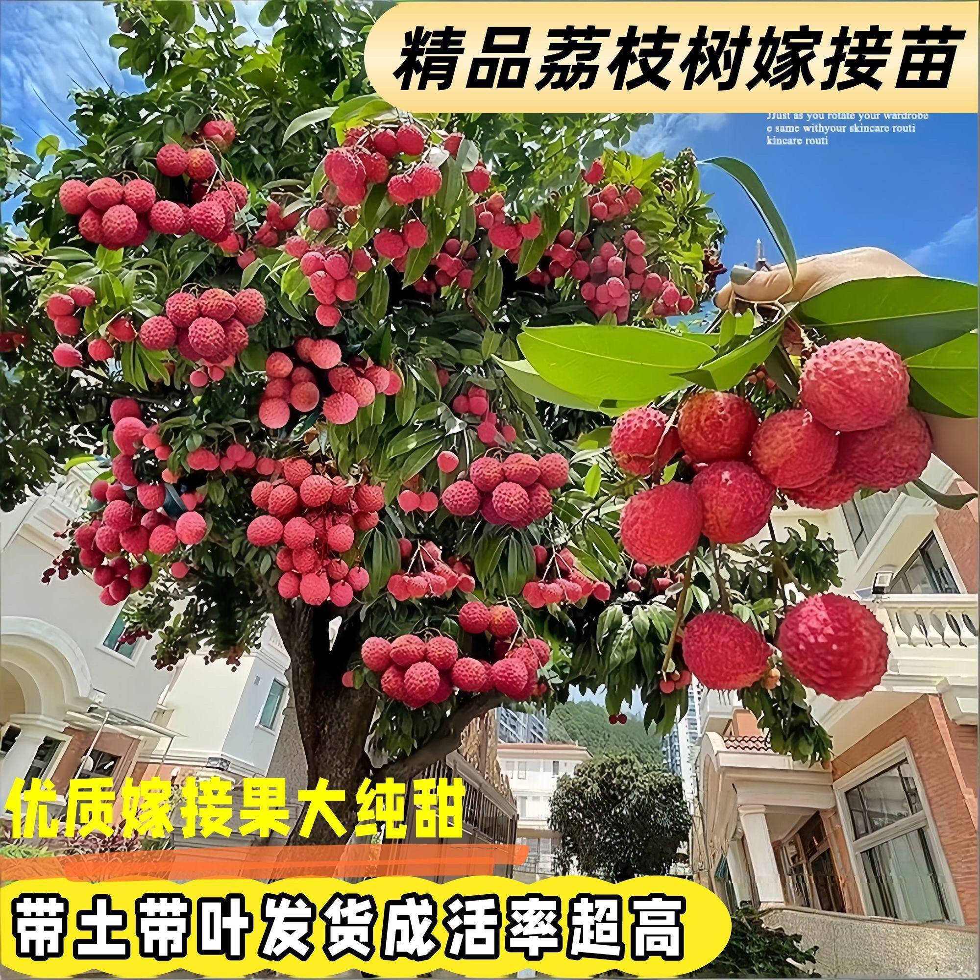 荔枝树苖无核桂味果树盆栽妃子笑水果树苗仙进奉嫁接果苗当年结果