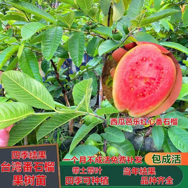 胭脂红番石榴苗香甜软糯珍珠果树结果庭院阳台盆栽红心番石榴树苗