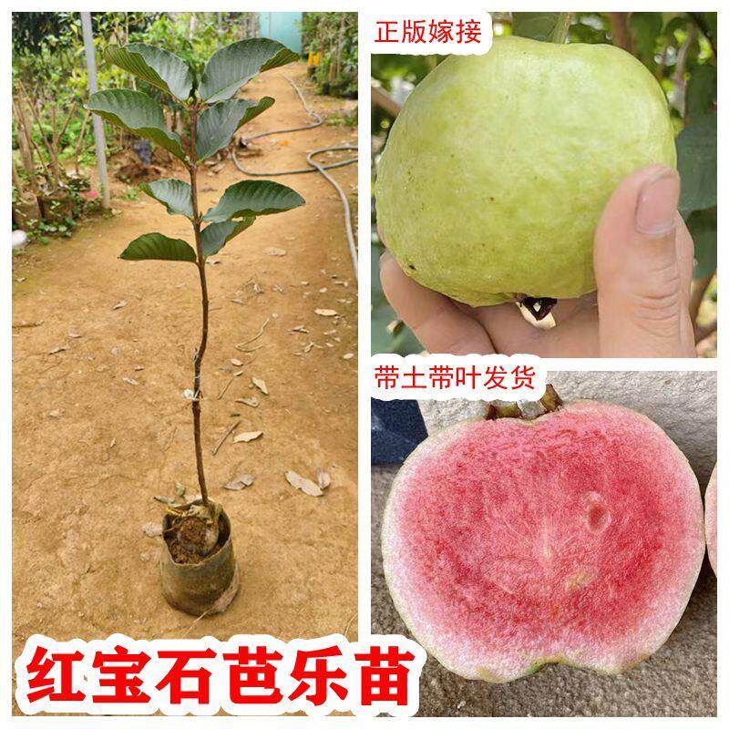 广西红宝石无籽少籽芭乐树苗正宗四季红肉红心嫁接番石榴易种带土