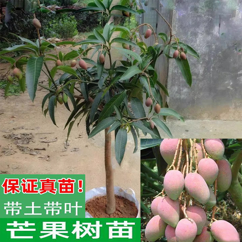 广西改良嫁接芒果树苖贵妃芒四季芒金煌芒果苗南北盆栽地栽老桩树