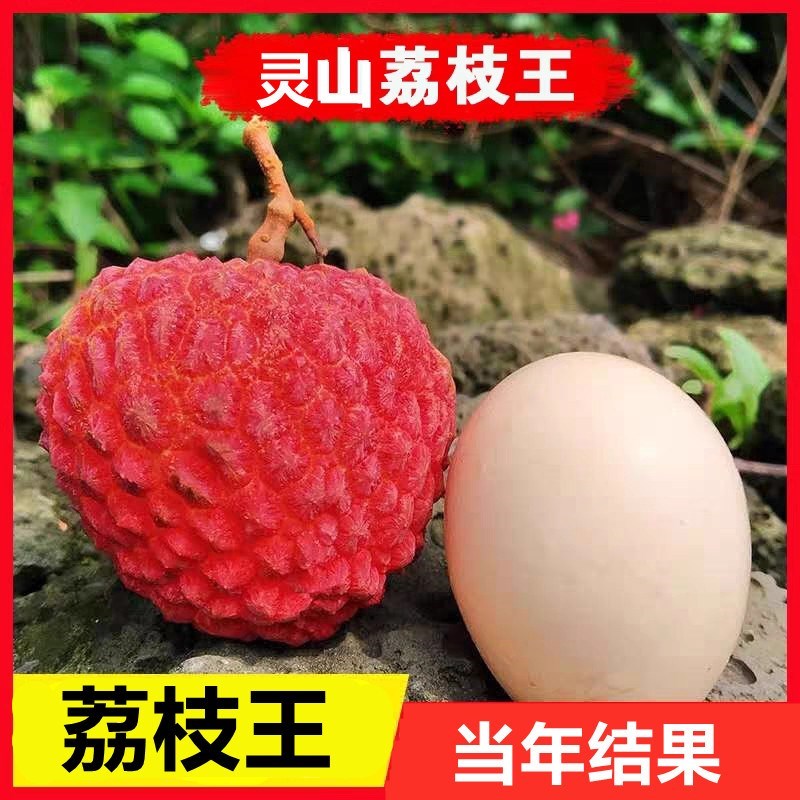 无核桂味妃子笑荔枝苗树嫁接荔枝树大苗四季南方荔枝树苖当年结果