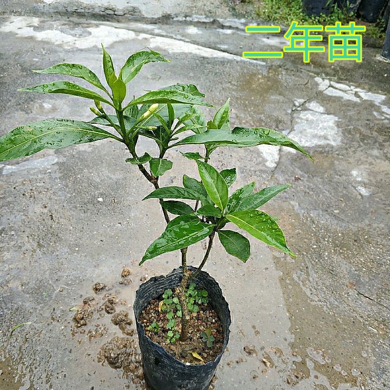 秋香花树苗室户外阳台庭院种植花卉白色洁白狗牙花马蹄香花苗盆栽