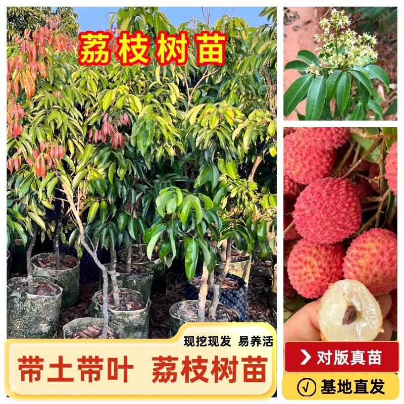 荔枝果树苗广州从化桂味糯米糍仙进奉地盆栽嫁接树苗 零售易活