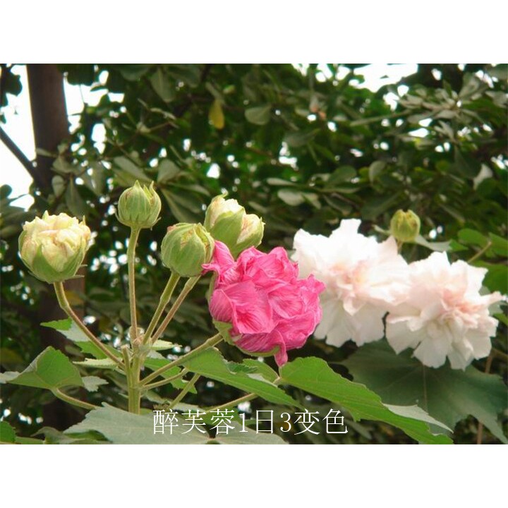 庭院三变色醉芙蓉阳台盆栽重瓣醉芙蓉 1日3变色当年开花带花苞