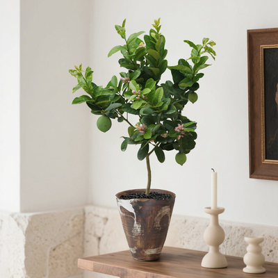 香水柠檬树盆栽四季带果可食用植物室内客厅办公桌绿植桌面小盆景