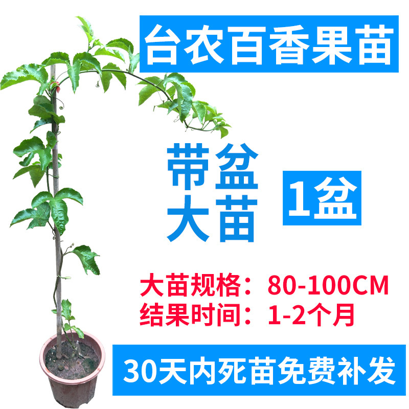 广西百香果苗纯香甜黄金百香果树钦蜜9号苗嫁接苗爬藤盆栽四季