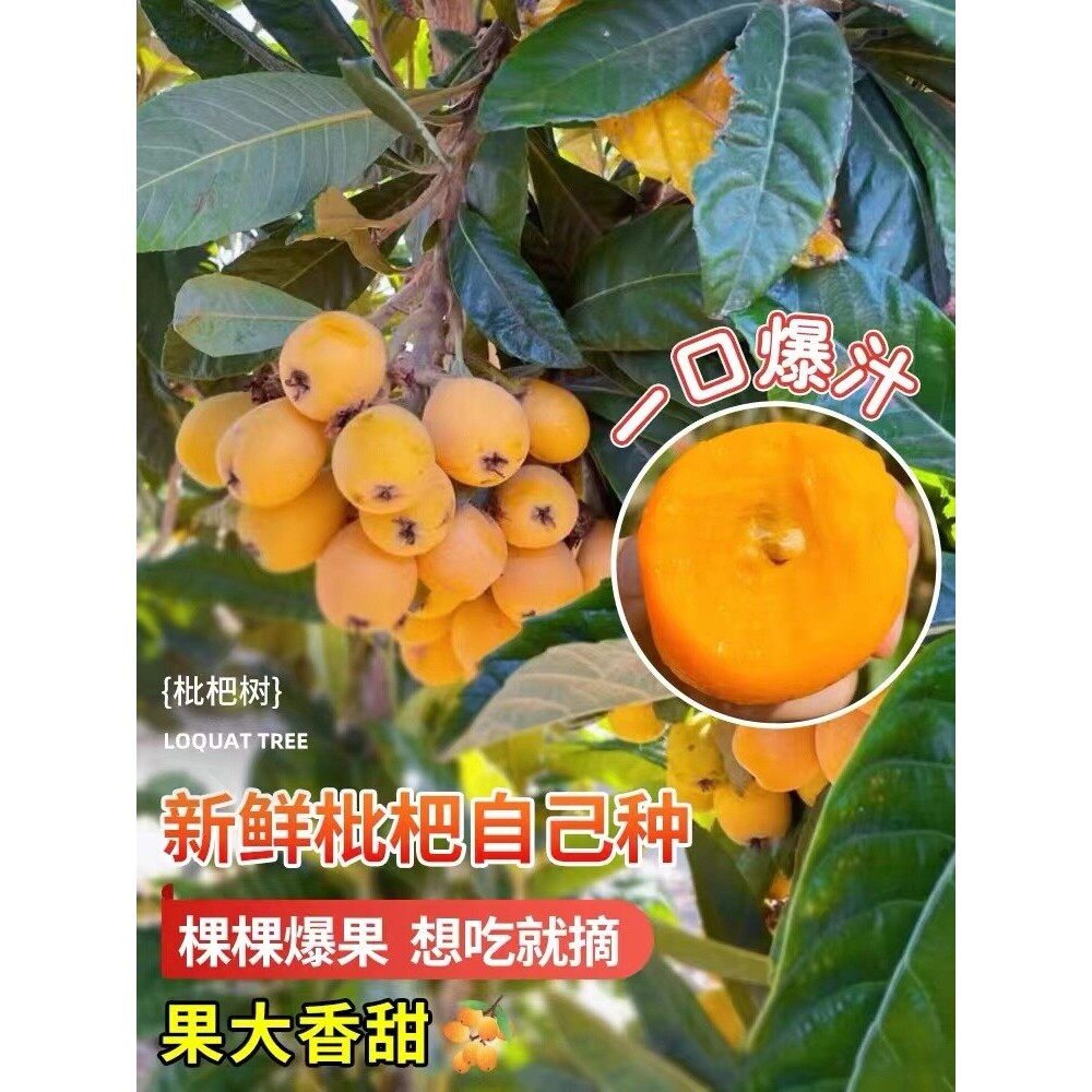 枇杷树苗果苗大五星砂糖批杷苗树果树嫁接水果树盆栽超甜大果种植