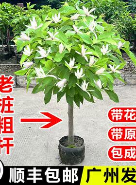 玉兰花树苗黄角兰带花苞阳台庭院白兰花盆栽耐热绿植老桩植物花卉