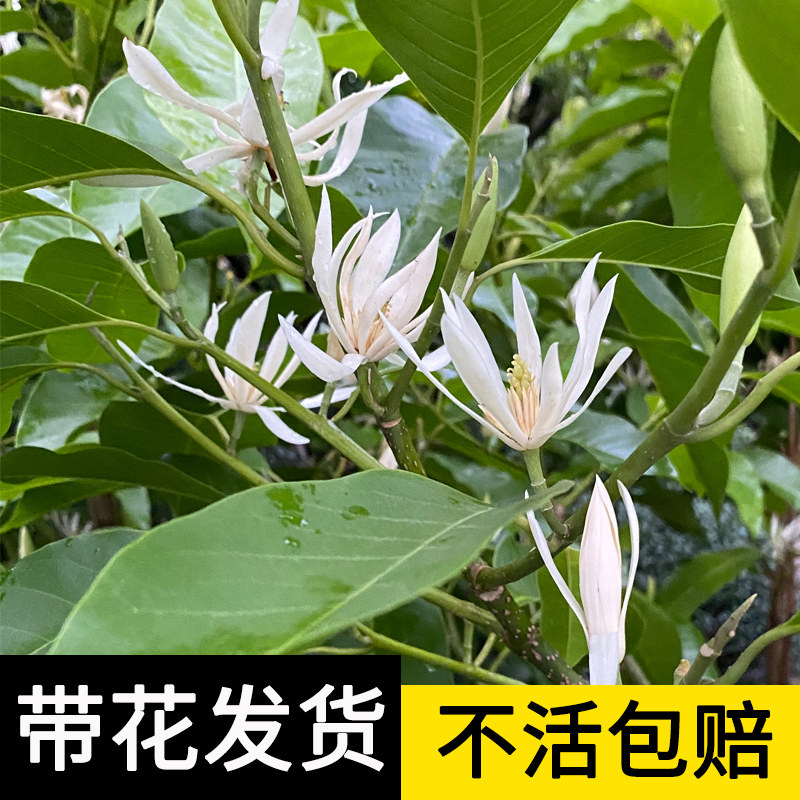 白兰花盆栽玉兰花树苗带花苞黄角兰树苗庭院开花卉浓香型庭院植物