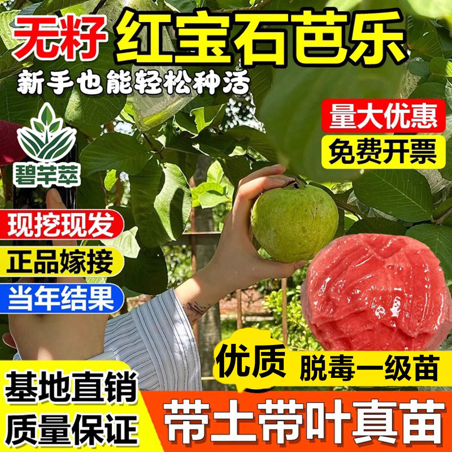 无籽红宝石番石榴嫁接果树苗胭脂红芭乐盆地栽南北方种植当年结果