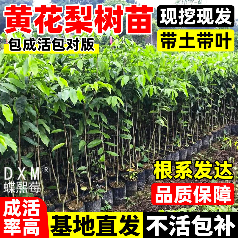 正宗海南黄花梨树苗名贵苗木盆栽地栽小叶紫檀南北方庭院四季种植