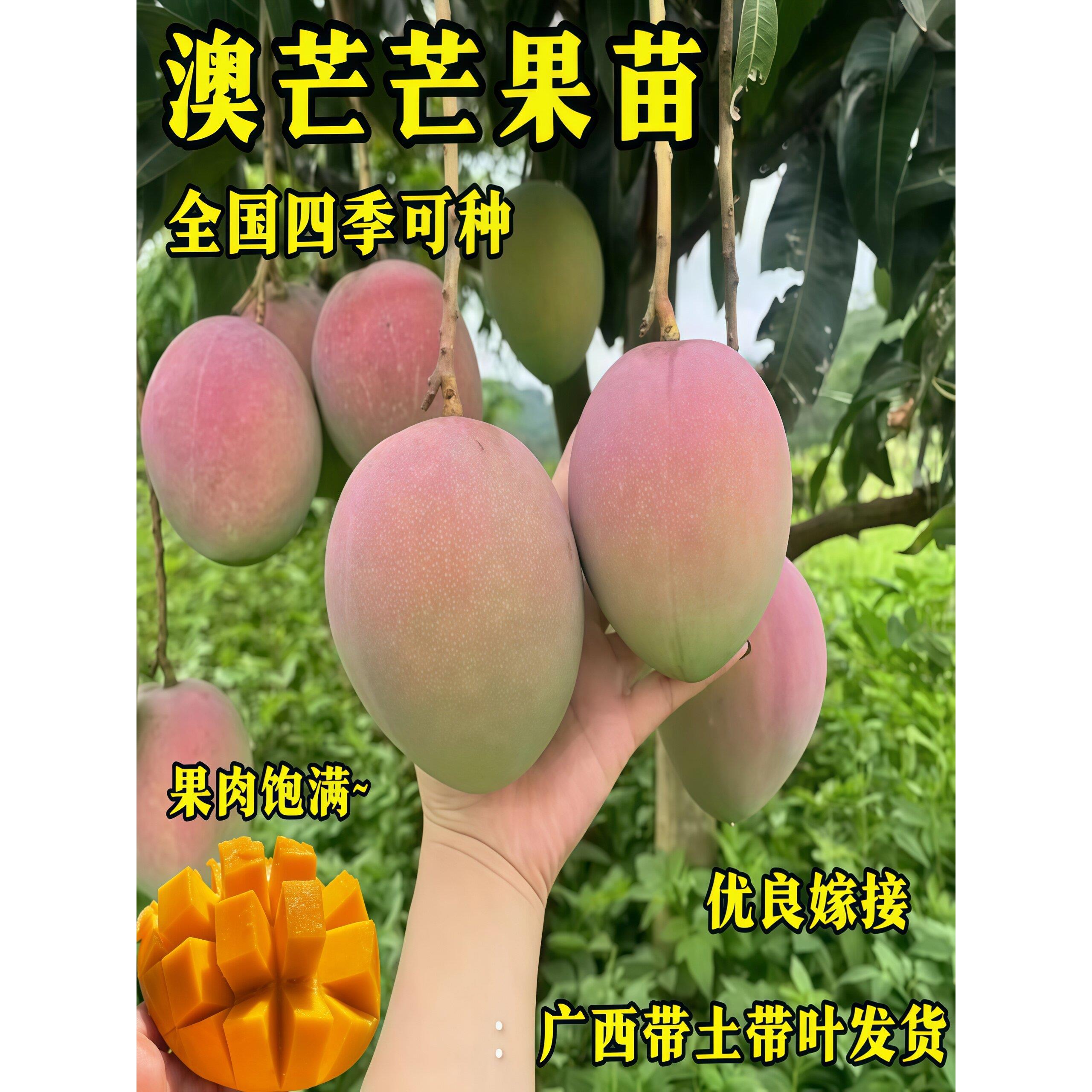 澳芒芒果果苗嫁接苗四季可种果肉饱满带土带叶发货庭院盆栽地栽