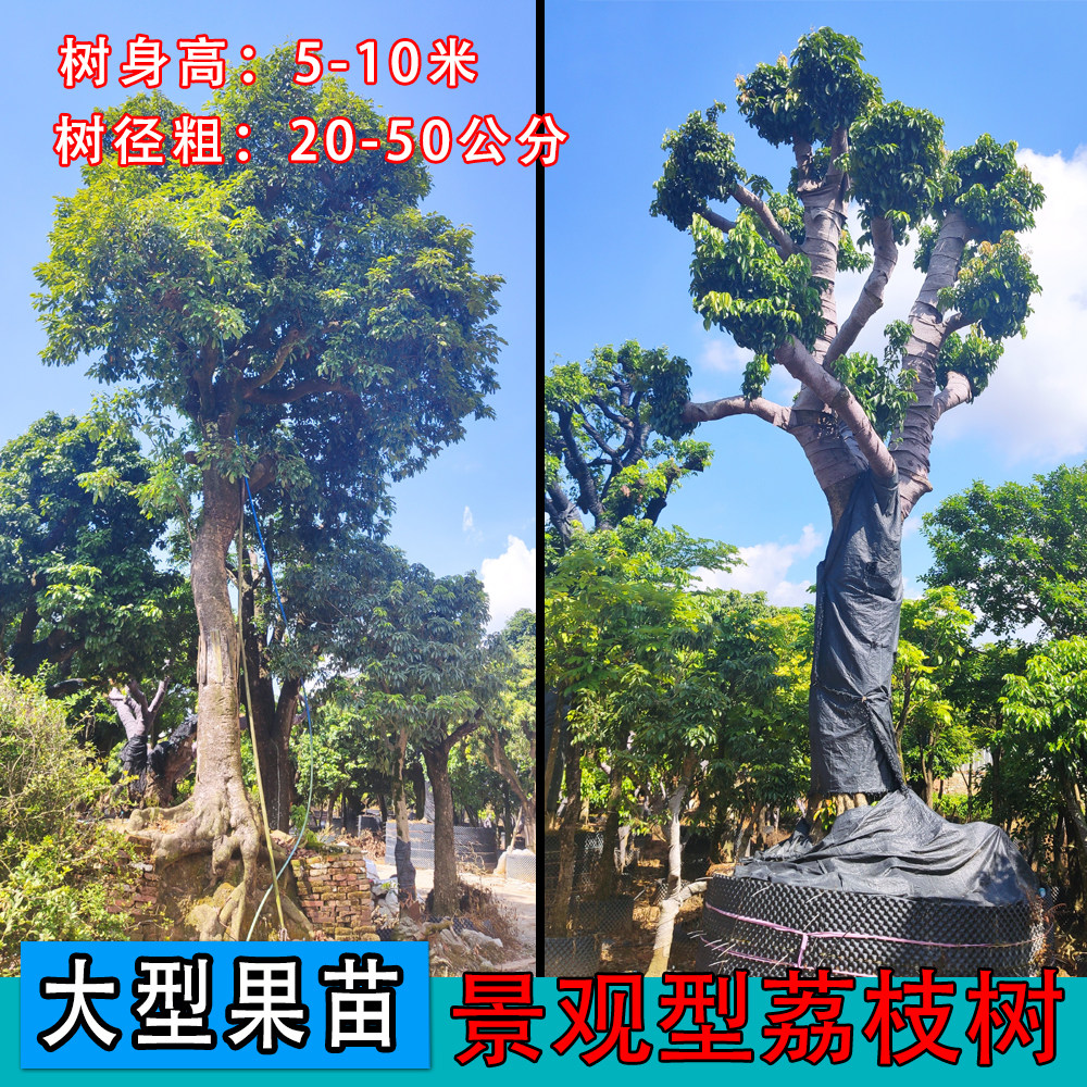 荔枝树大型果苗果树南方种植庭院绿化名贵品种大树当年结果