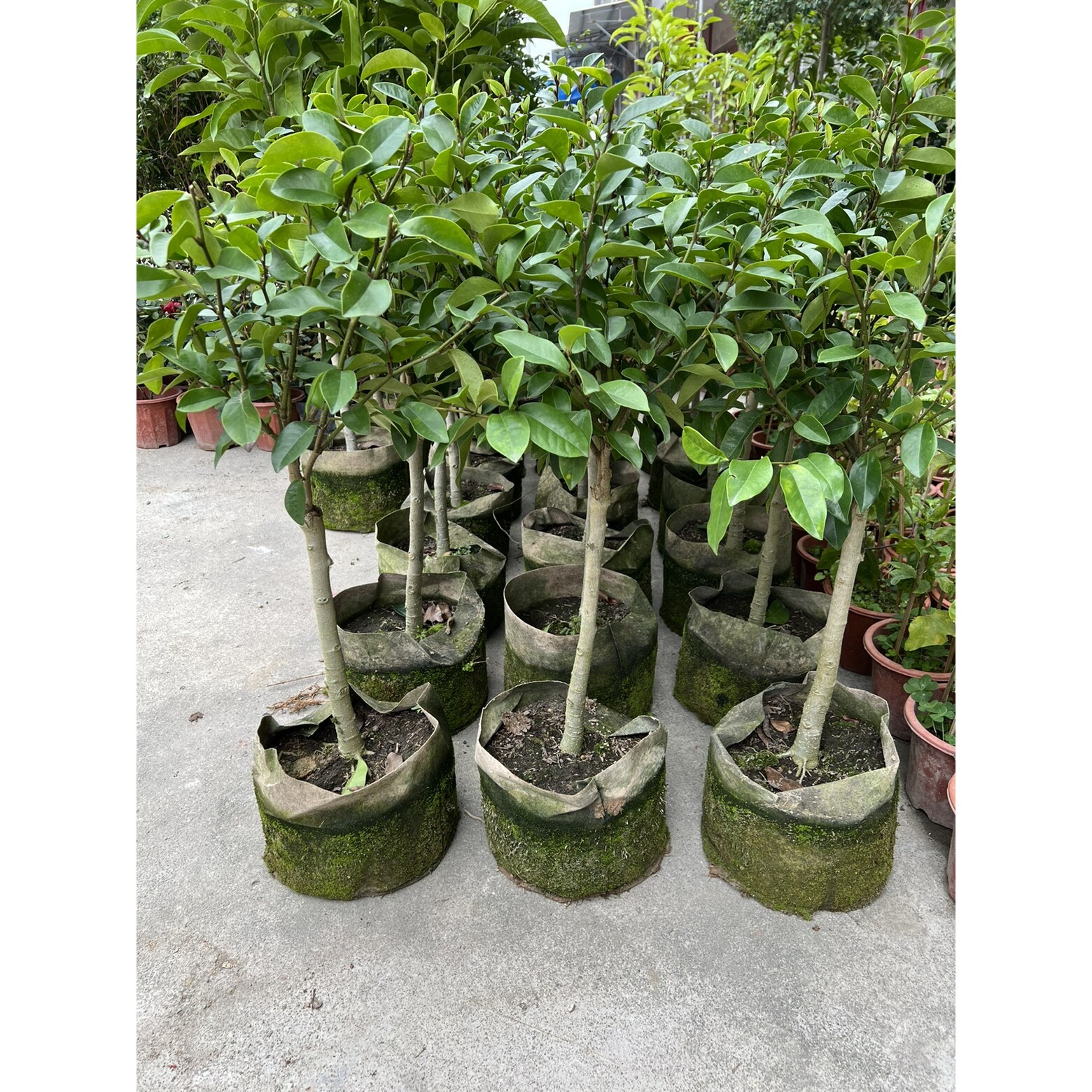 广东含笑花苗嫁接苗含笑花 棒棒糖形状 四季浓香耐寒耐热花期带花