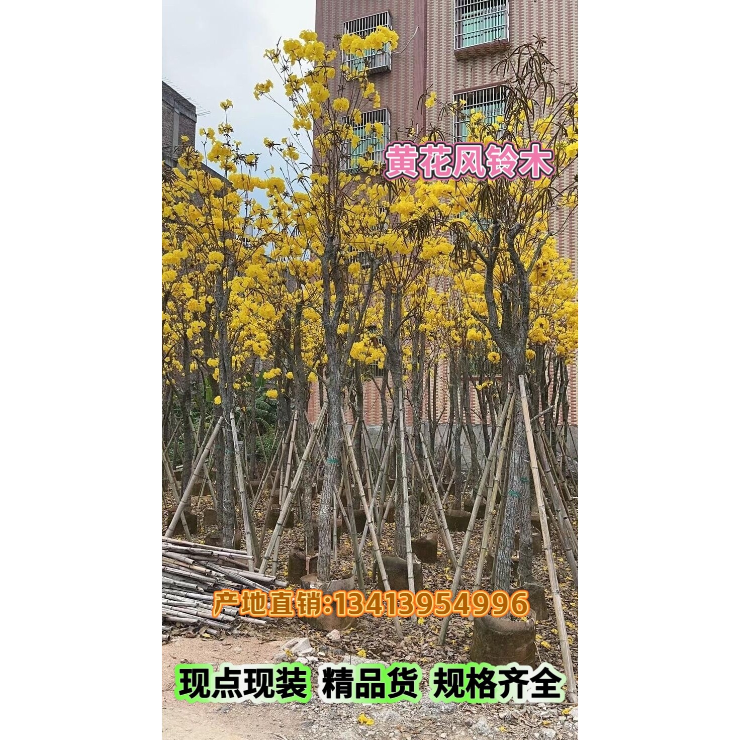 多花黄花风铃木大树胸径5-8-10-12-15别墅庭院校园行道风景树