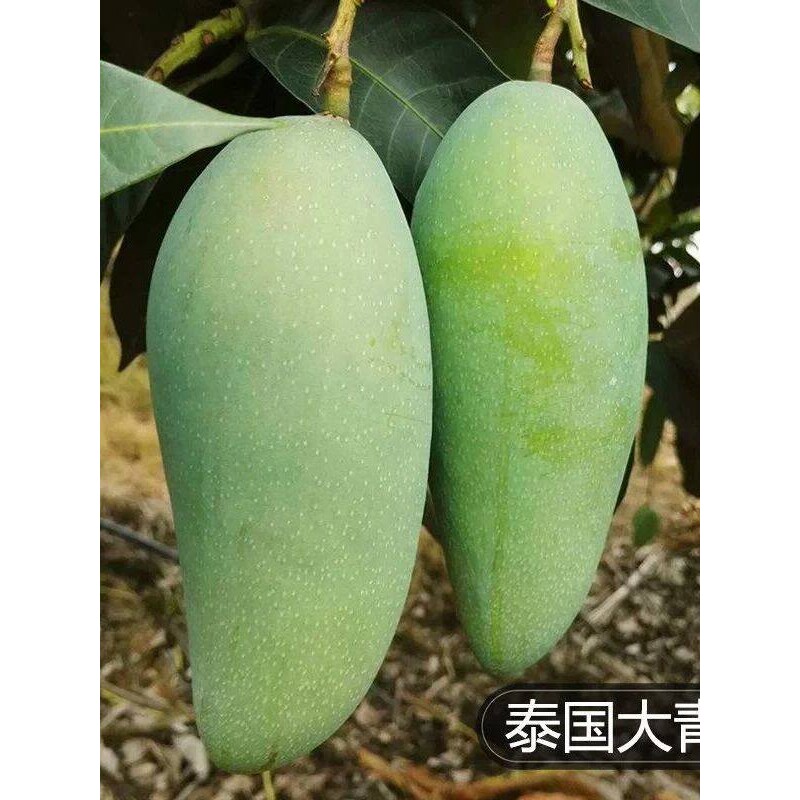 芒果树苗嫁接大青芒四季芒果苗南北方种植大果金煌芒澳芒当年结果