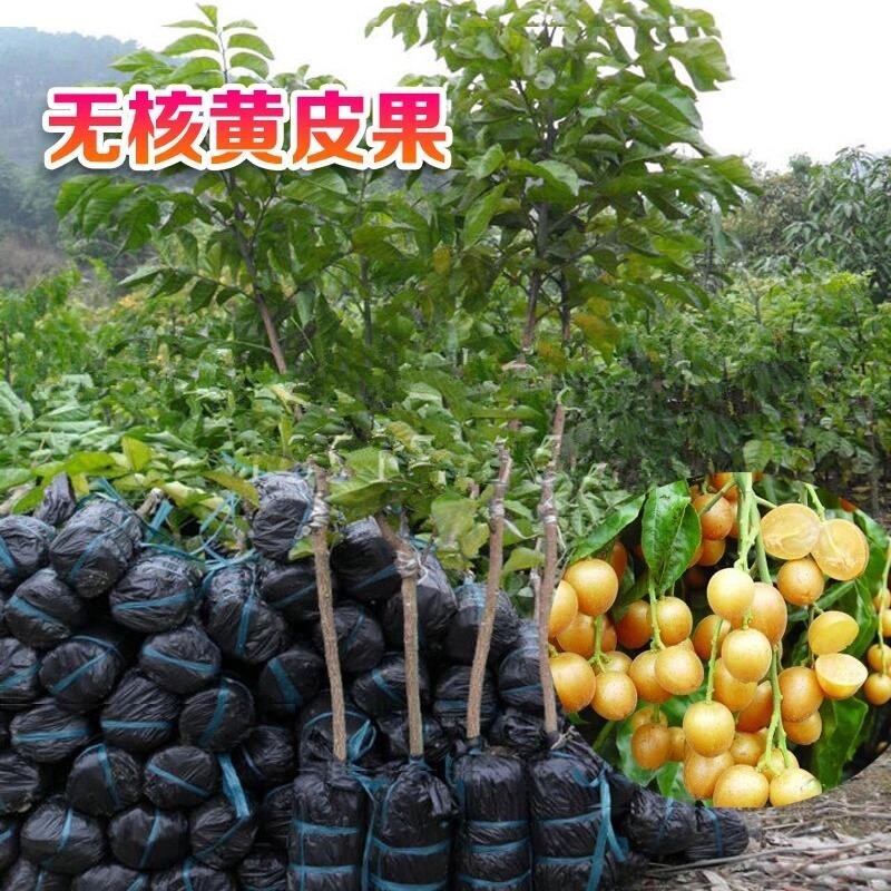 大鸡心黄皮苗无核黄皮苗水晶黄皮苗嫁接果树苗可盆栽庭院种植包邮