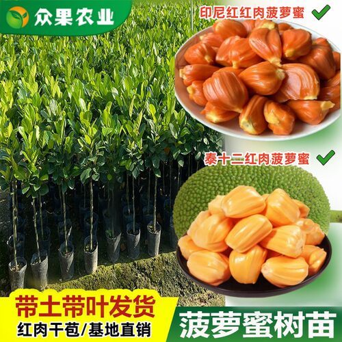泰十二红肉干苞蜜香甜印尼红菠萝蜜苗嫁接苗南方盆栽地栽泰国菠萝